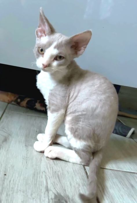 Liliowy Dropsik devon Rex