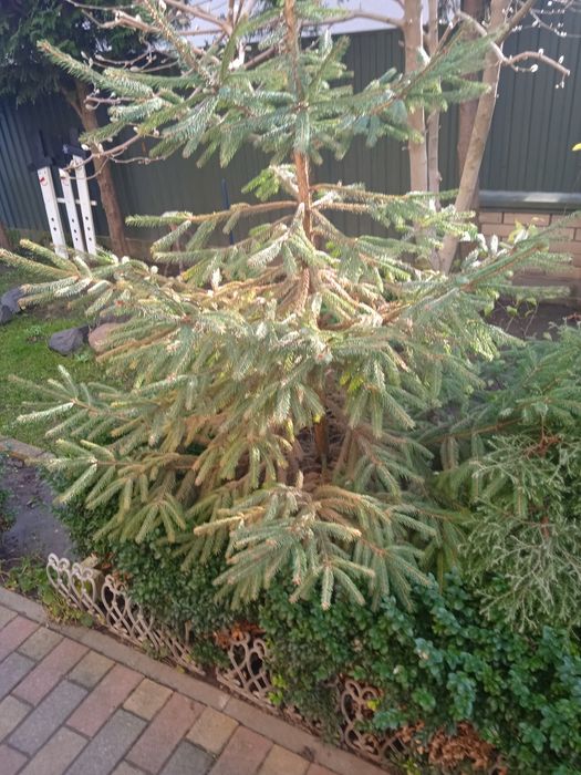 Продам Ялини на Різдво.Підзріз живі.