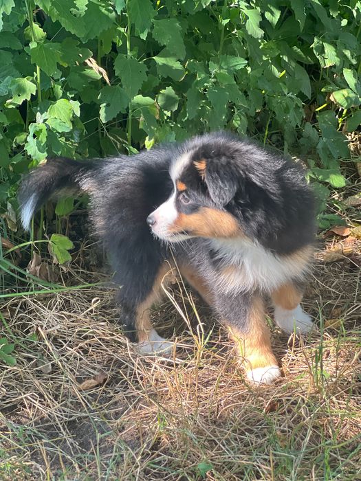 Miniaturowy Owczarek Amerykański (Mini Aussie) – wyjątkowy piesek Black Tri