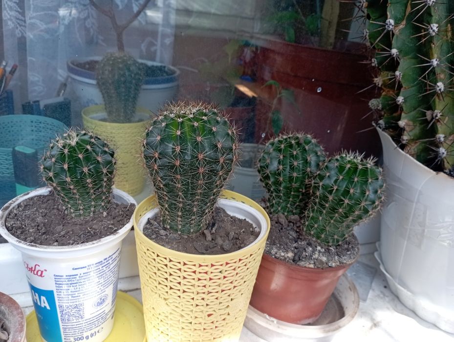 Кактусы маленькие
