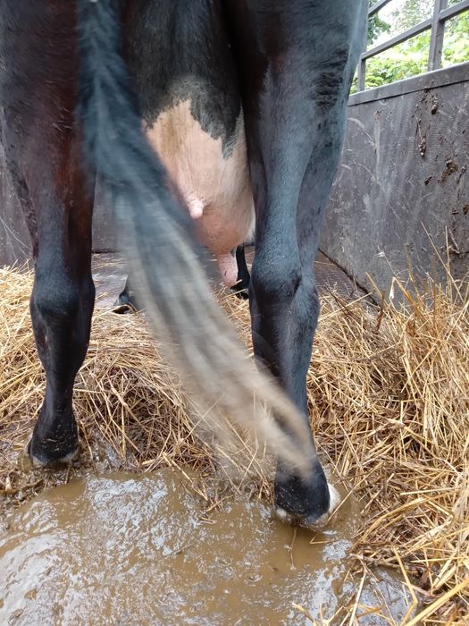 Продам добру корову