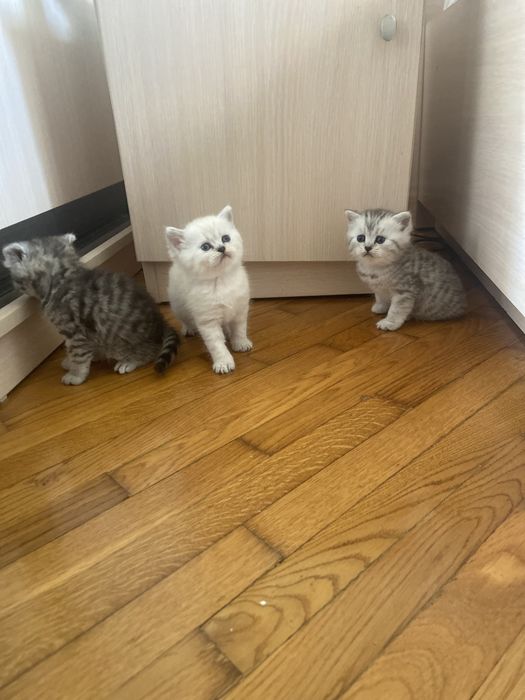 Шотландські кошенята