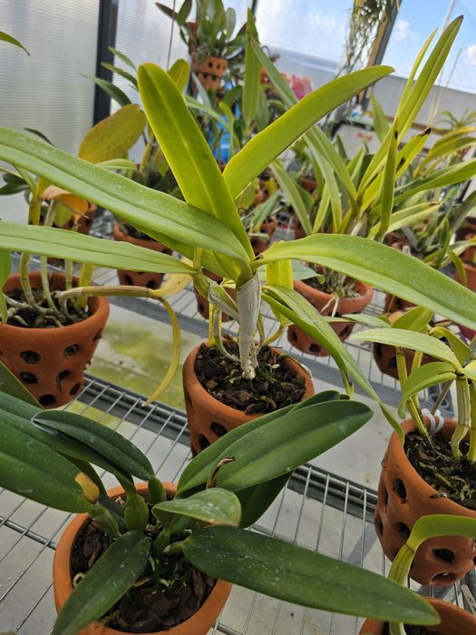 Orquídeas (cattleyas e vandas)