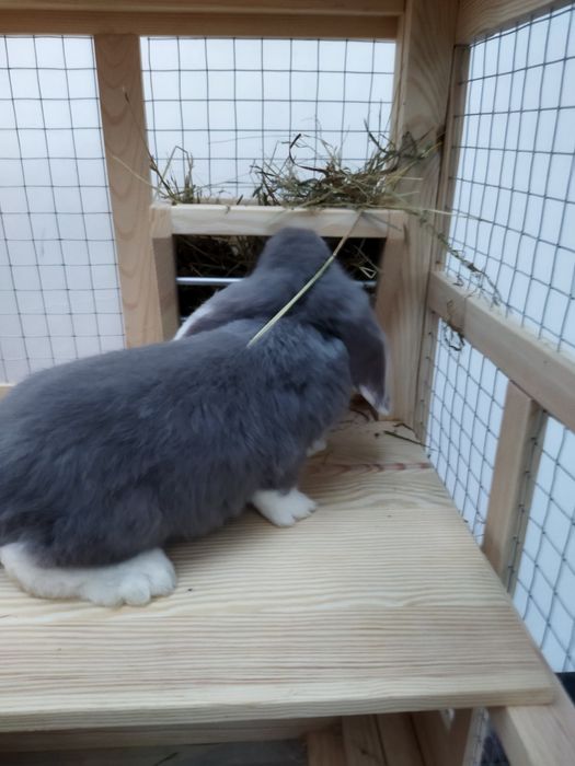 Клітка-будинок для морських свинок.