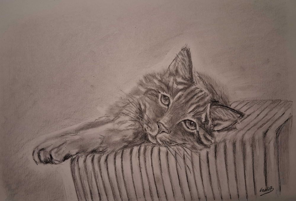 Obraz rysunek kot kotek