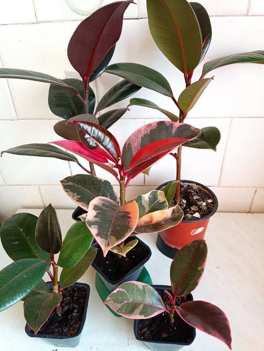 Фікуси для вашої оселі