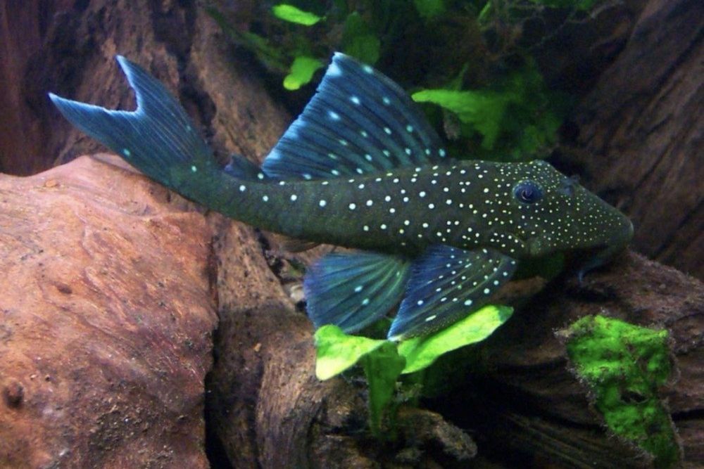 Zbrojnik glonojad L128 blue phantom