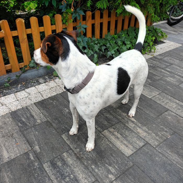 Pies Jack russell terrier