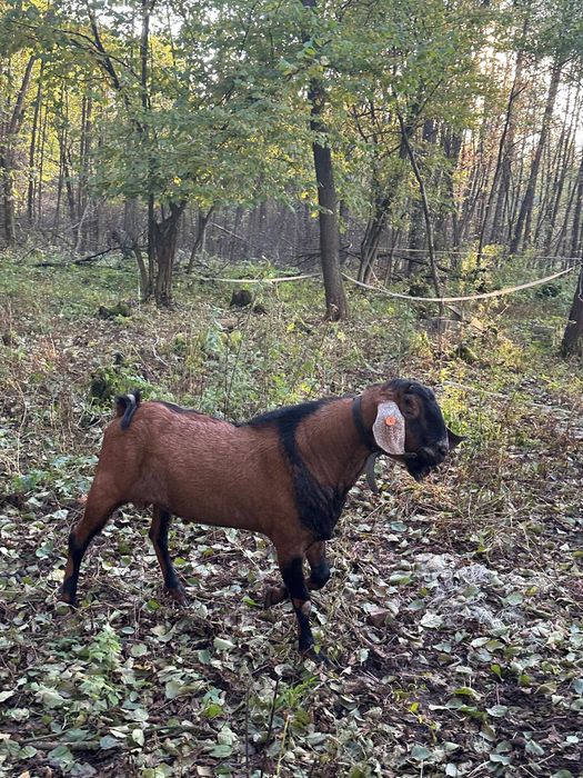 Sprzedam kozła anglonubijsjlkiego z rodowodem