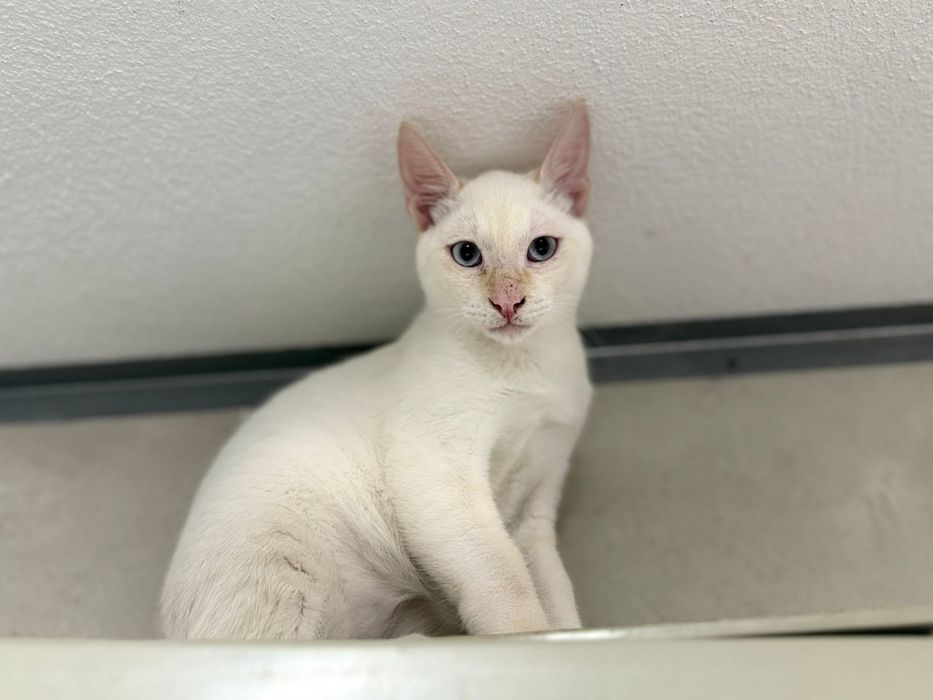 Fabrício, para adoção