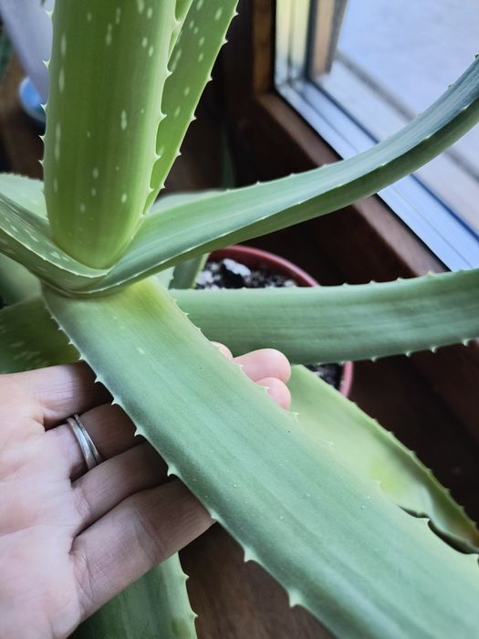 Aloes z Fuerta Ventura