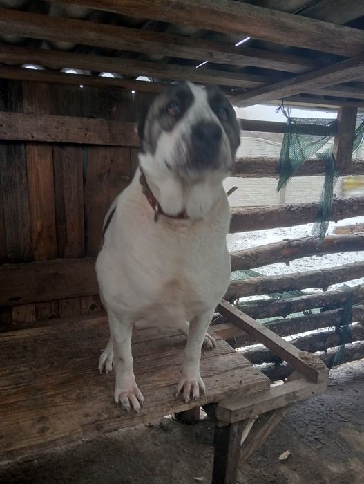 Собака породи алабай