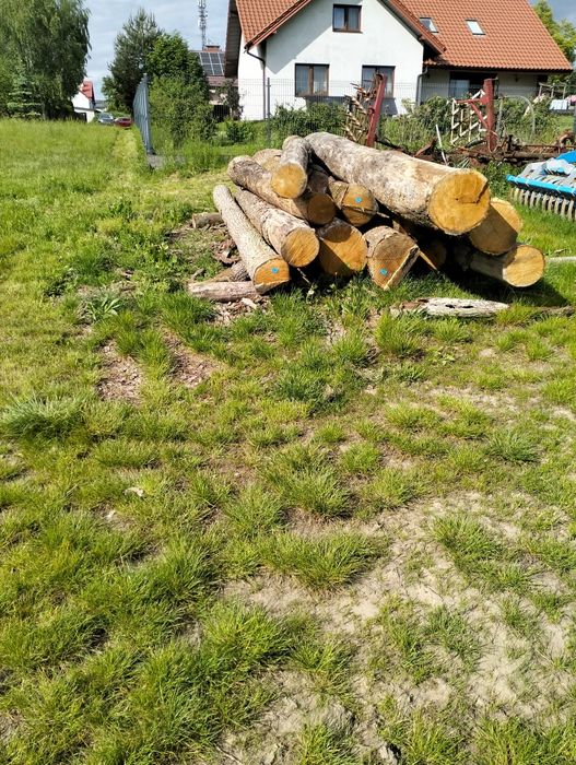 Kłody dębowe 4m dł.