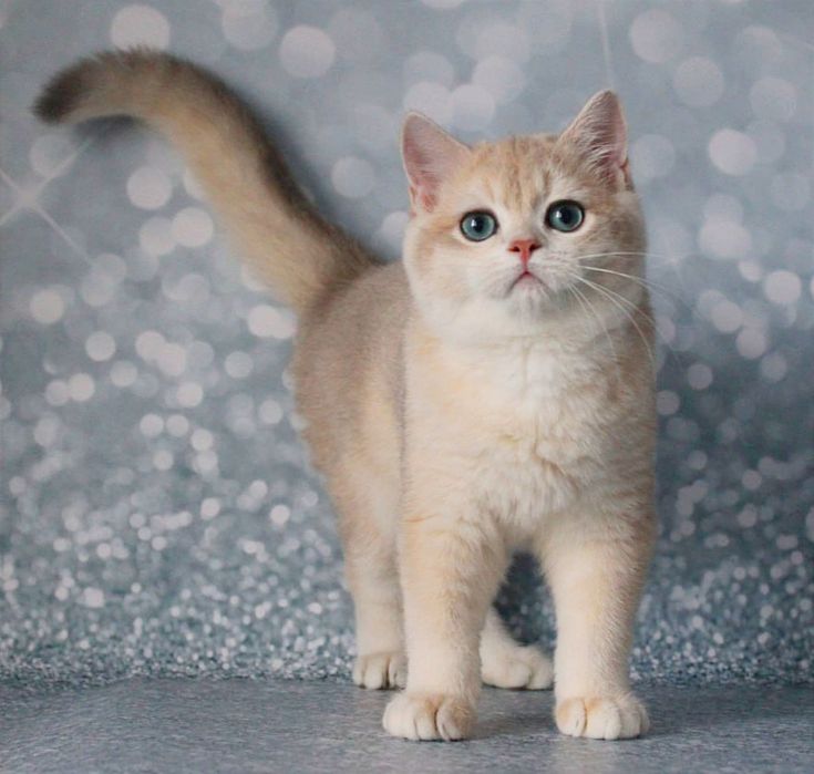 Британський котик шиншила - голубе золото