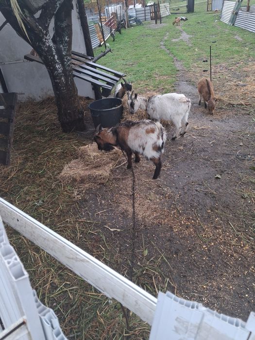 Cabras meigas para troca ou venda