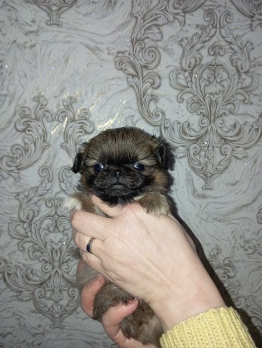 Хлопчики Пікінесики