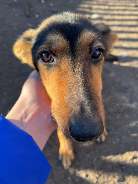 Прекрасні дівчинки