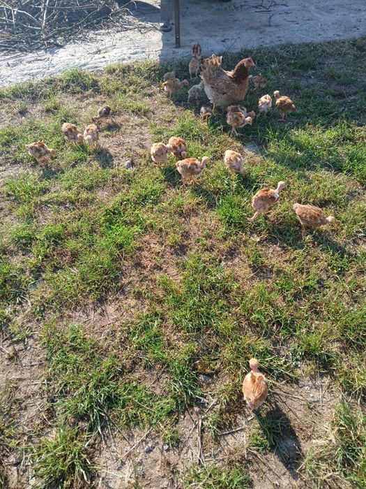 Frangos caseiros e traçados