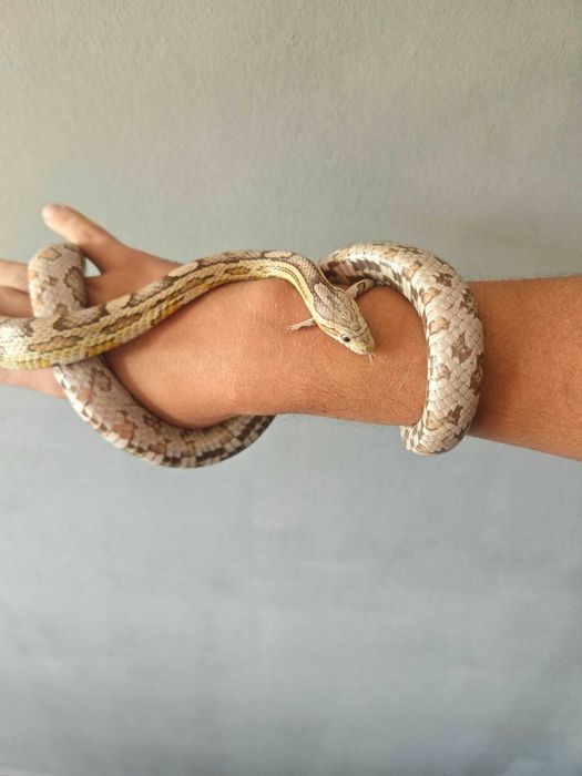 Wąż zbożowy samiec