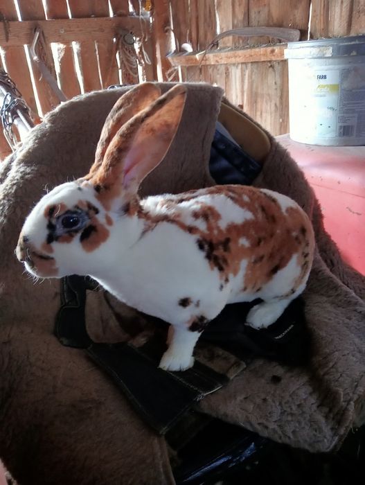 Rex Trójbarwny 10 miesięczny