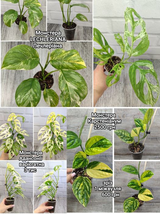 Продам сциндапсуси, епіпремнуми, пінатуми