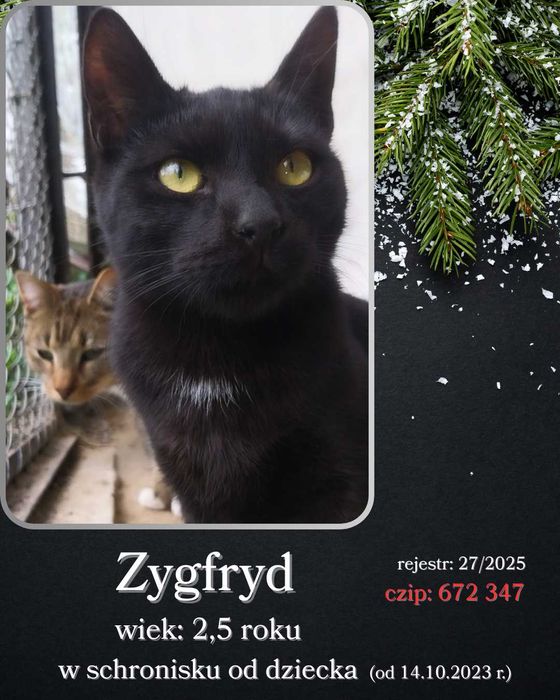 List do Św. Mikołaja – bezdomny kot ZYGFRYD / Olsztyn