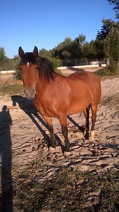 Vende-se charete e Egua