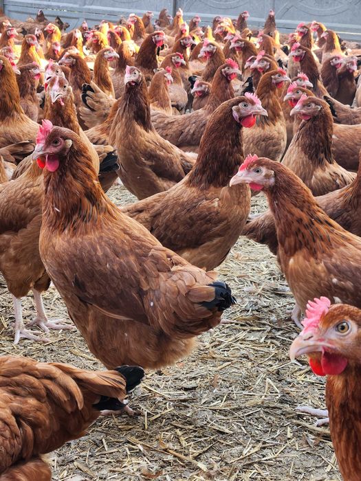 Kury nioski Rosa z wolnego wybiegu. Leghorn z jajkiem.Dowóz Gratis.