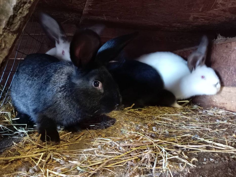 Продам кроликів