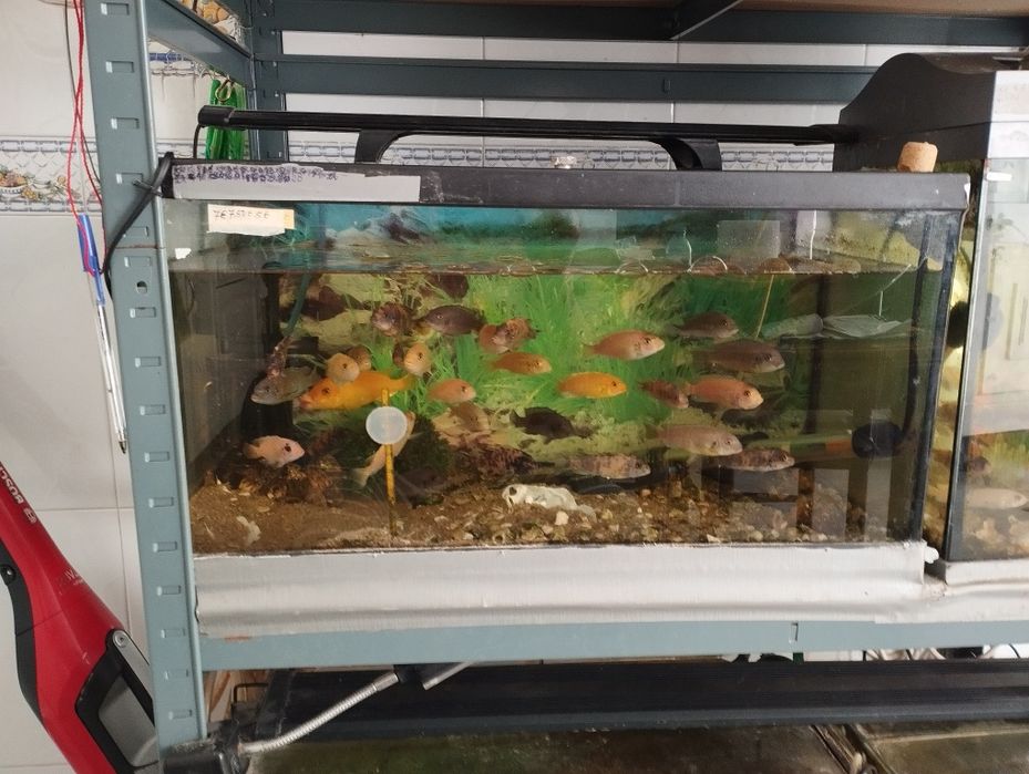 Ciclídeos Africanos