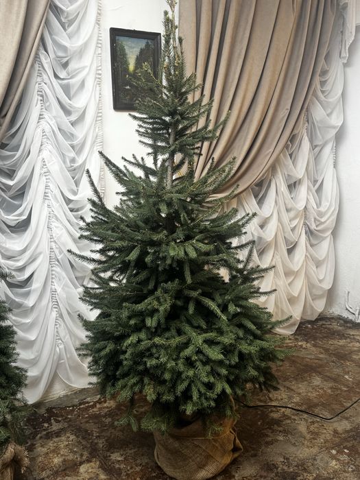 Продам живі ялинки