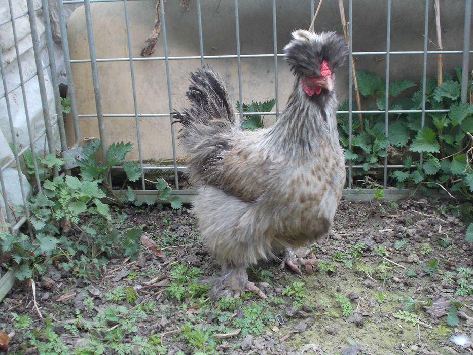 Kury miniaturki - Jedwabiste, kurka niebieska, kogucik żółty; kura, kogut