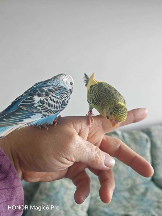 Periquito-australiano criado à mão