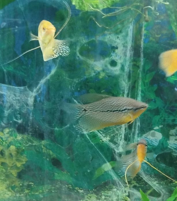 Продам взрослых гурами