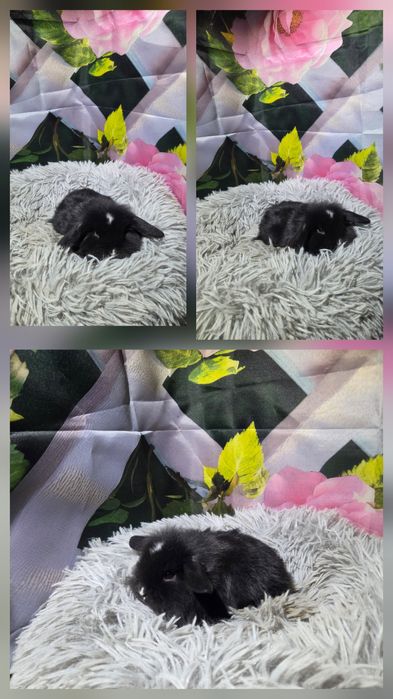 Karzełki Mini Lopki