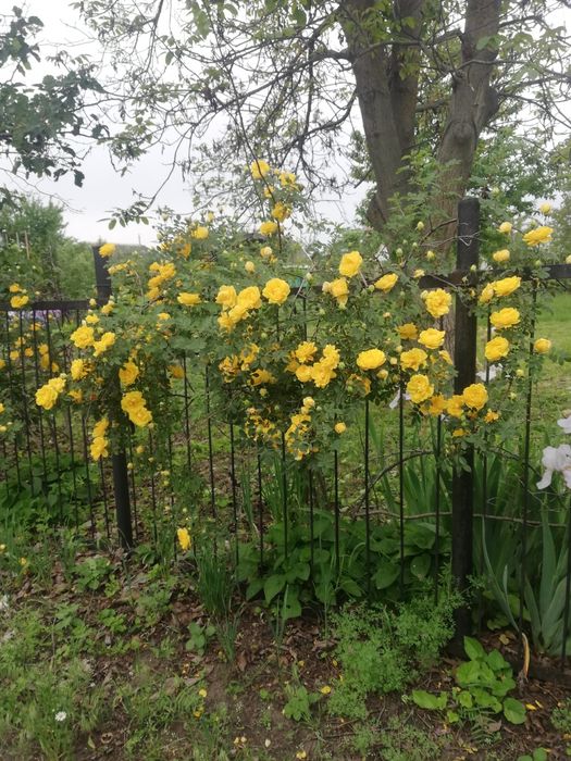 Дача з цегляним будинким кооператив Озон
