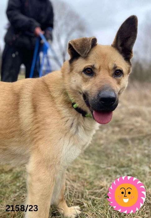 Przyjazna, do ludzi, psów  Frytka do adopcji