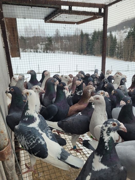 Gołębie staropolskie