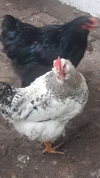 Півень домашній продам