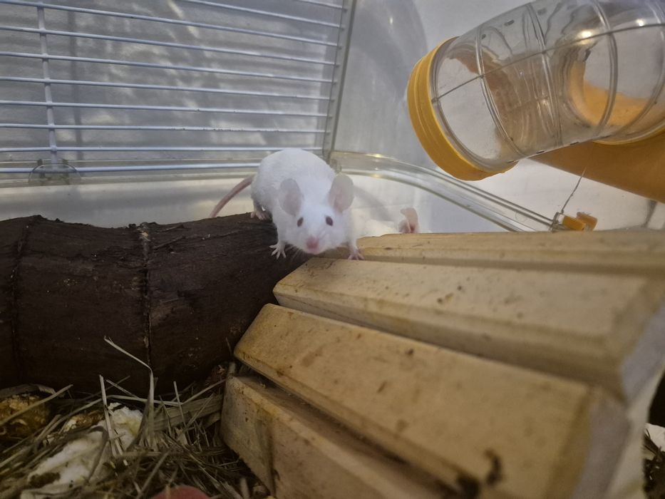 Oddam za darmo biale myszki hodowalne
