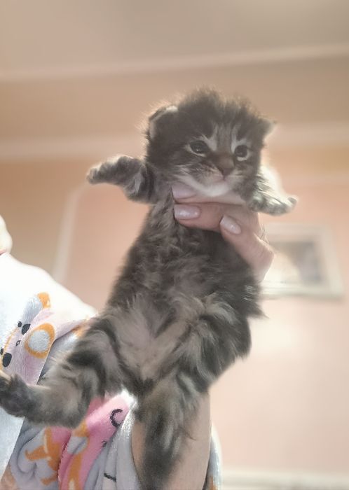 Мейн-кун котята для вас