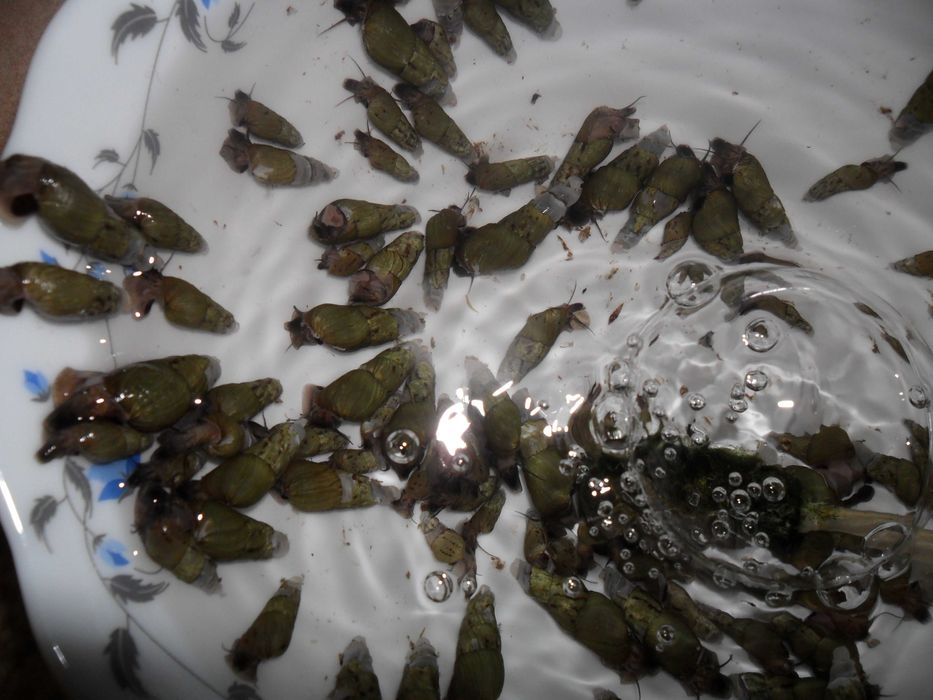 Меланьи,аквариумные улитки.Растения.