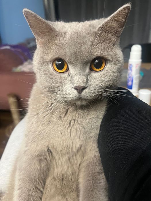 Kotki brytyjskie z rodowodem Liliowe i niebieskie