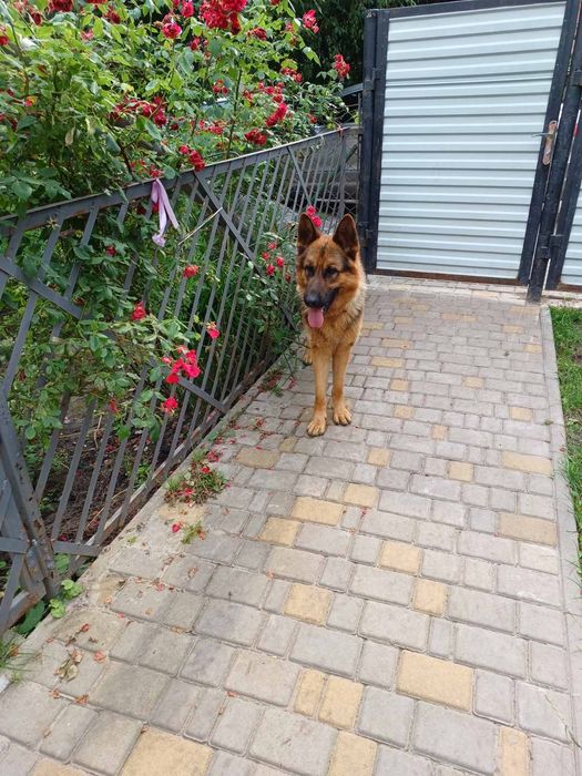 В'язка кобель німецька вівчарка