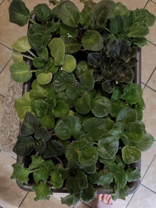 Фіалки сортові -дітки, стартери.