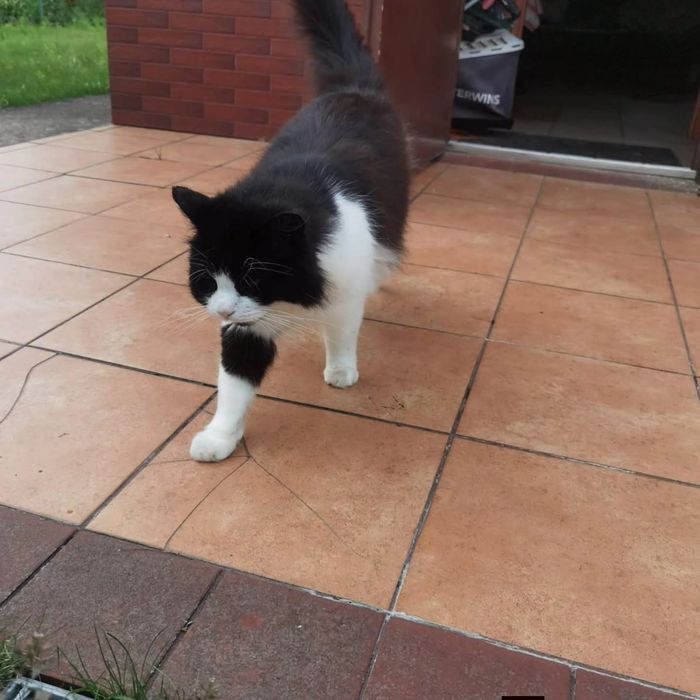 Adopcja dwóch kotów