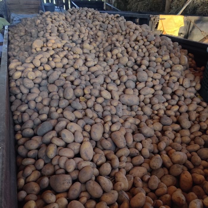 Ziemniaki ręcznie przebierane