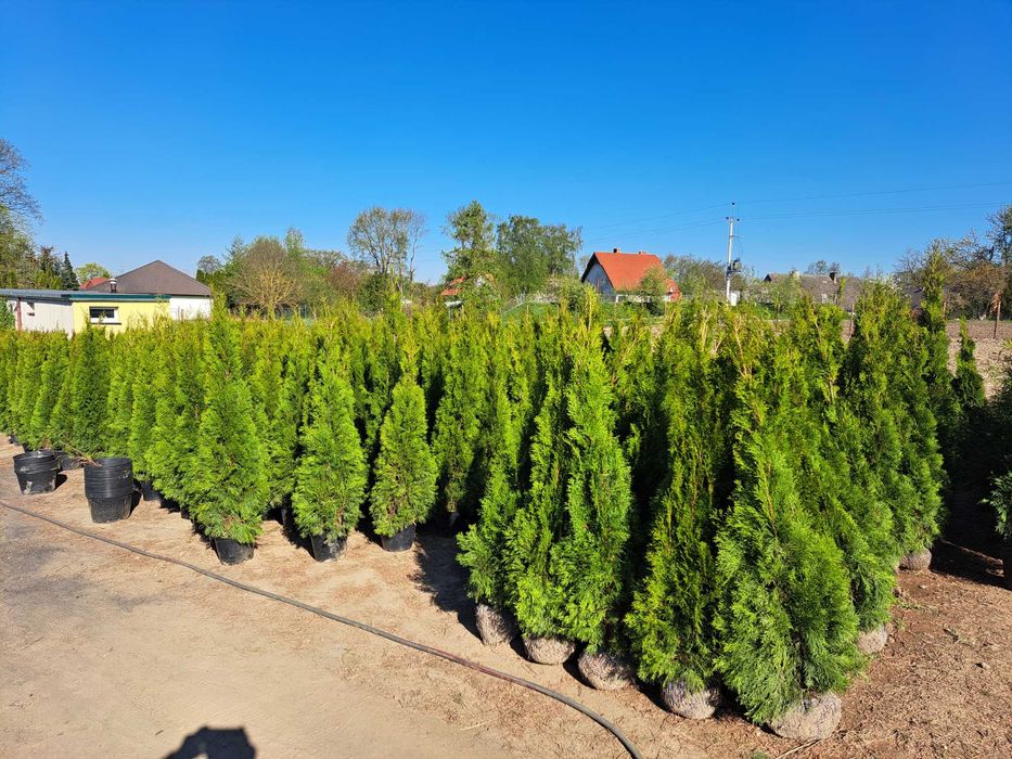 Tuja szmaragd 200-220 cm -20% promocja trasa Słupsk Koszalin DOSTAWA