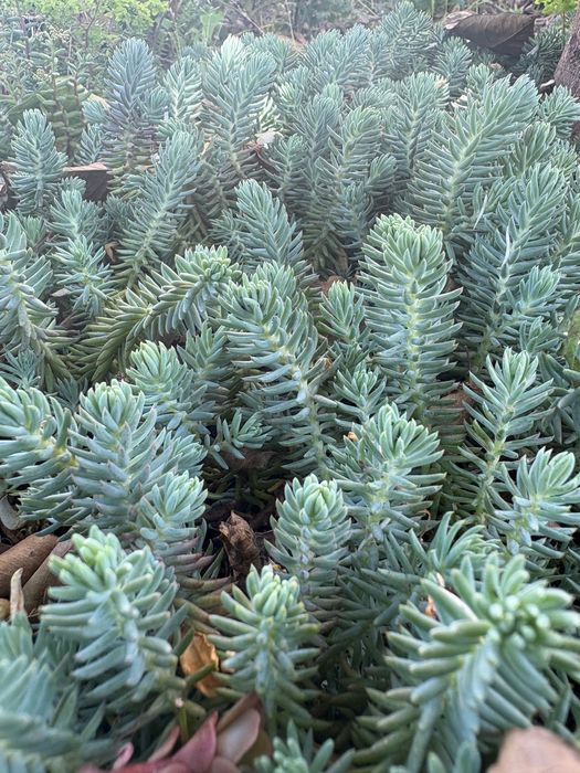 Suculentas, plantas perenes (tapete), várias 1€