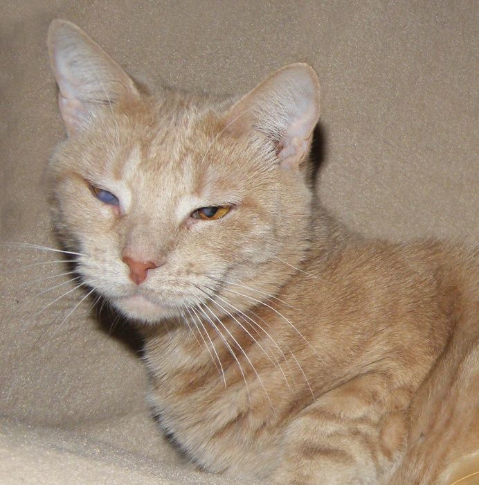 ОСОБЕННАЯ кошечка Нэнси ищет дом